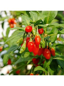 Goji Berry 'Instant Success' 2L Potted Plant