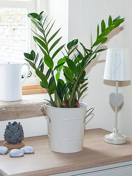 Zamioculcas Zamiifolia Zz Plant, Easygrow Houseplant 17Cm Pot