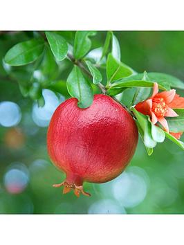 Hardy Pomegranate Bush 2L Potted Plant
