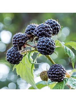 Raspberry 'Black Jewel' 2L Pot