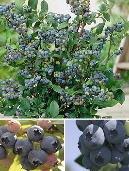 Blueberry Collection - Pack Of 3 Varieties