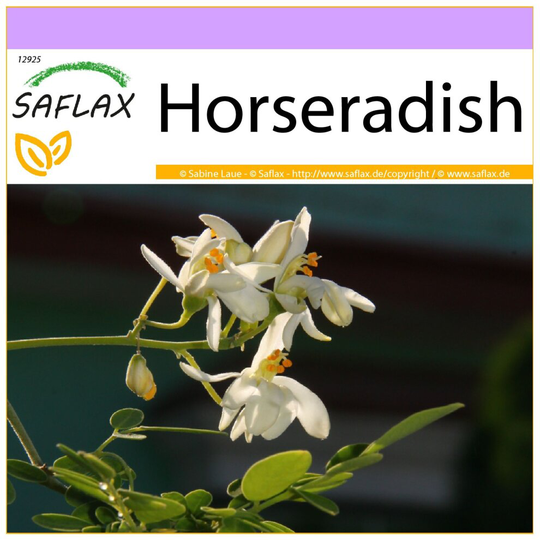 SAFLAX - Horseradish - 10 seeds - Moringa oleifera